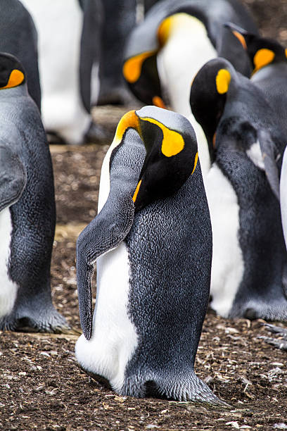 istock King Penguin - Nasty smell ? 483693705