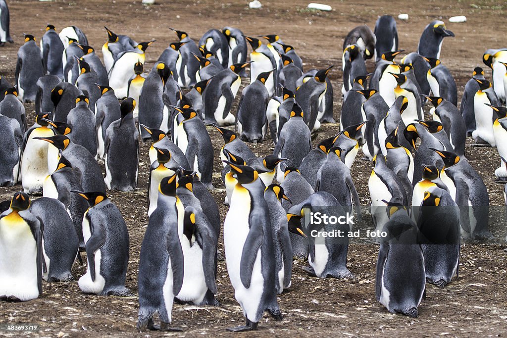 Colonie du roi Penguins -Falkland Îles - Photo de Manchot royal libre de droits