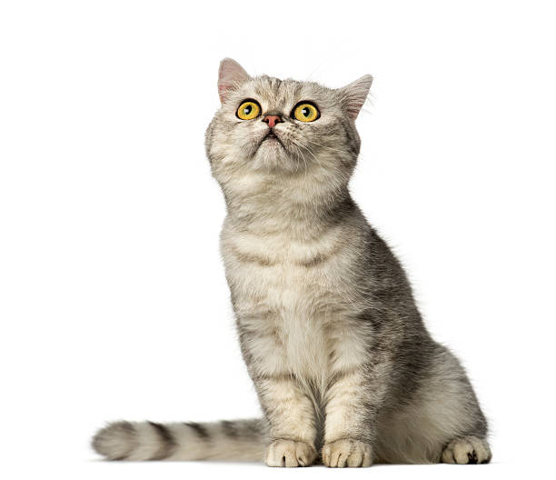 istock British Shorthair kitten sitting and looking up 483693969