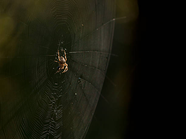 istock An european garden spider 483693971
