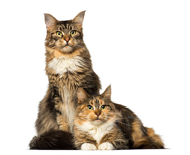 istock Two Maine Coons sitting, lying and looking away 483694009