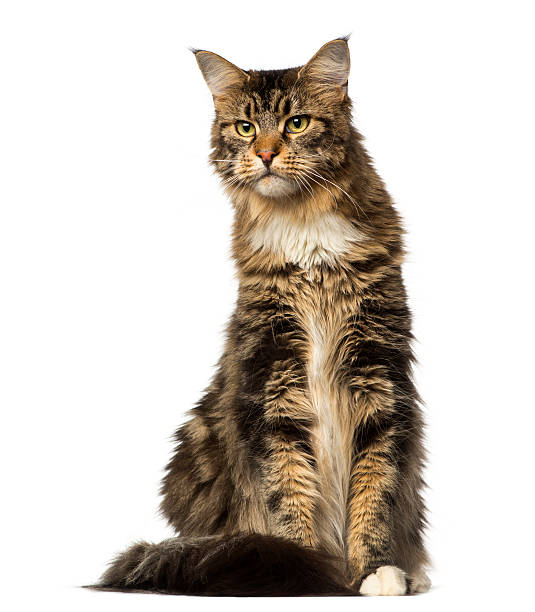 istock Maine Coon sitting and looking away 483694041