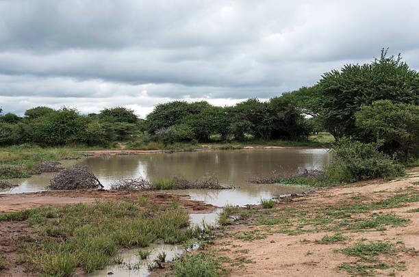 istock nature area with water in reserve 483694067