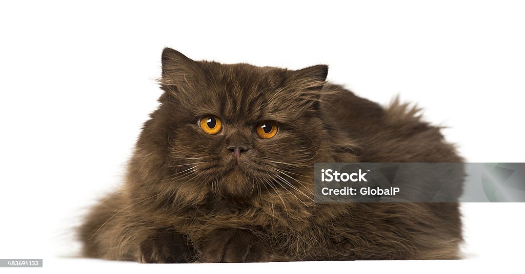 British cheveux longs allongé et Regarder ailleurs - Photo de Animal vertébré libre de droits