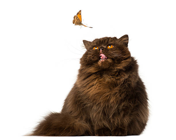 istock British Longhair puppy looking with envy at a butterfly 483694191