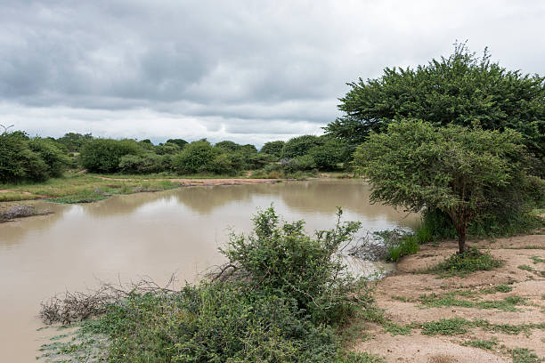 istock nature area with water in reserve 483694499