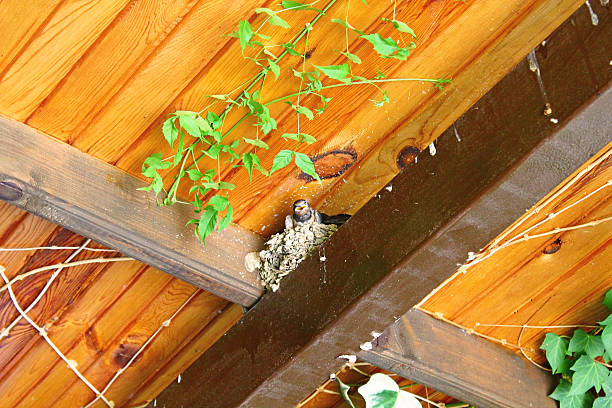 istock Swallow's nest under the roof 483694500
