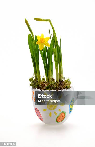 Decorado Daffodils Em Vaso De Flor - Fotografias de stock e mais imagens de Amarelo - Amarelo, Branco, Bulbo de flor