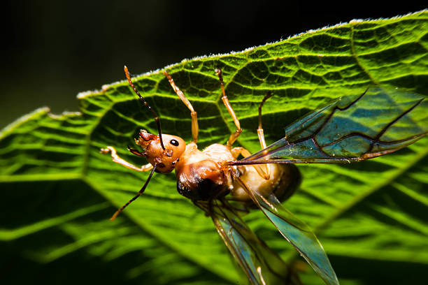 istock Queen ant in the nature 483697408