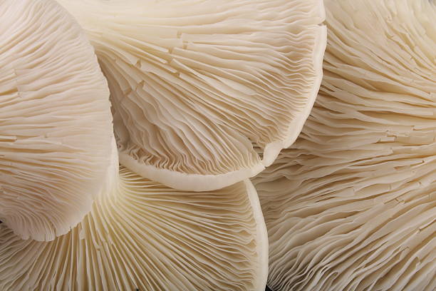 istock Oyster Mushrooms closeup photograph. 483698556