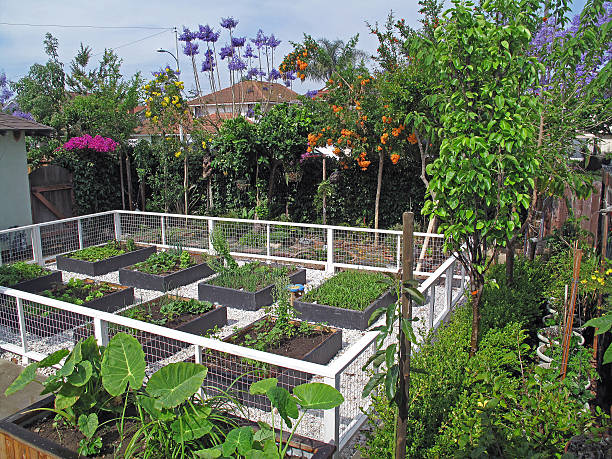 Urban Raised-Bed Vegetable Garden stock photo