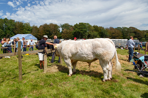 Gower, Wales, UK: August 02, 2015: White Bull at Agricultural Show:Side view of a large white bull at an Agricultural Show. The Bull is tied to a fence and a spectator petting it. People  Standing Around.