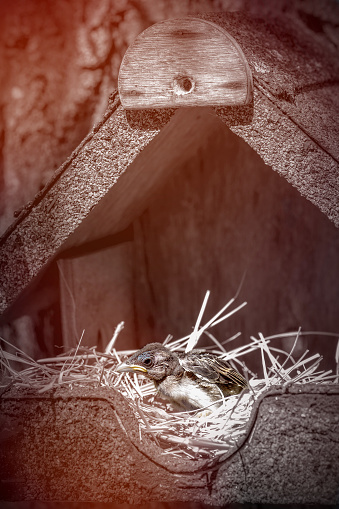 Vertical composition photography of alone baby animal without his parents, house sparrow baby bird only a few weeks old, enjoying his first suns rays light in the straw nest. His bird's nest is placed in a wooden fully homemade birdhouse in garden, attached to a tree trunk. No animals were harmed in the making of these photographs.