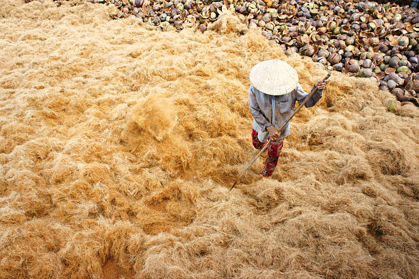 Ben Tre, Viet Nam - June 1, 2015: Asian woker working at coconut fifer factory at Ben Tre, Viet Nam