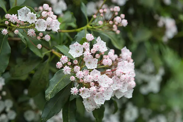 Kalmia latifolia, mountain-laurel, calico-bush, or spoonwood, a species of evergreen shrub in the heather family, Ericaceae, native to the eastern United States, in flower