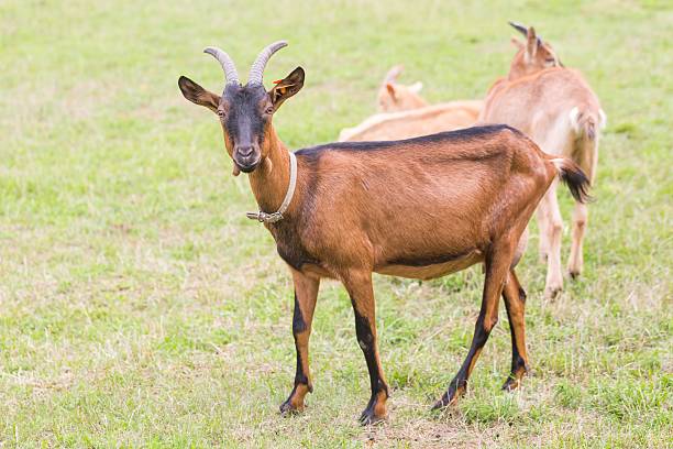 istock Goat on pasture. Animals on farm 483702152