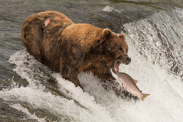 Bear about to catch salmon in mouth A brown bear with a scar on its back is about to catch a salmon in its mouth at the top of Brooks Falls, Alaska. The fish is only a few inches away from its gaping jaws. brown bear catching salmon stock pictures, royalty-free photos & images