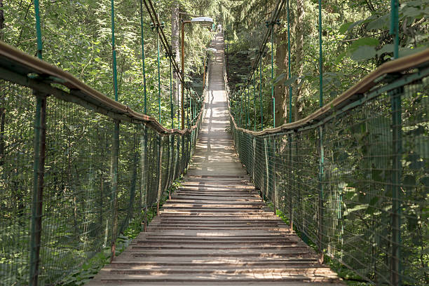 istock Rope walkway through the treetops in a rain forest 483702268