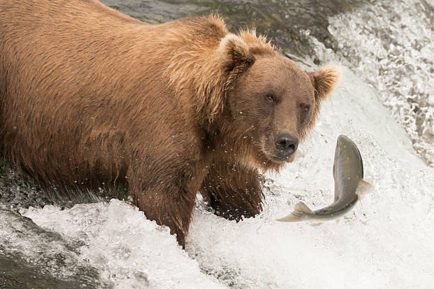 istock Bear about to catch salmon on waterfall 483702550