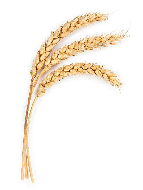 istock Ripe ears of wheat isolated on white background 483702670