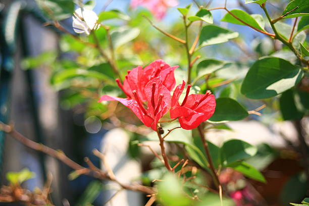 istock Beauty of Nature 483703142