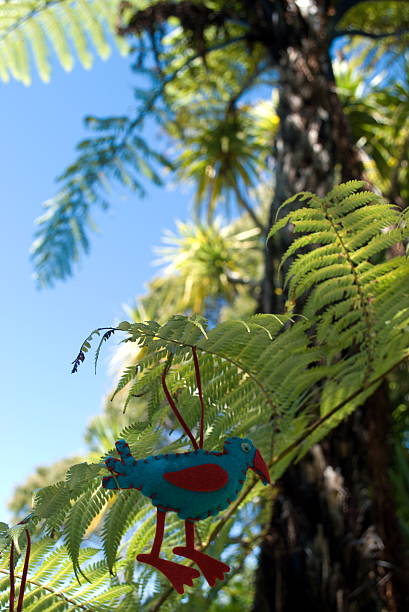 istock Pukekeo in a Ponga Tree, Kiwiana Christmas Themed Image 483705800