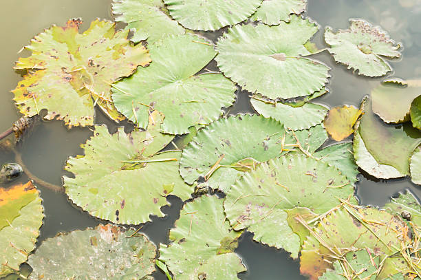 istock green lotus leaves 483705840