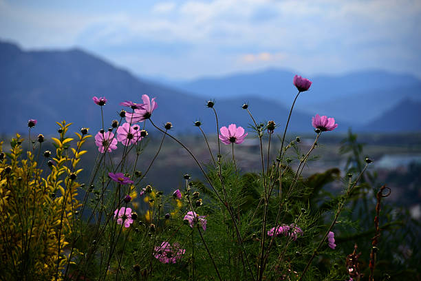 istock Flowers in the Wild 483708136