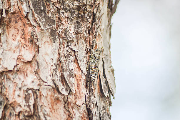 istock Cicada ornis, camouflaged insect 483708522