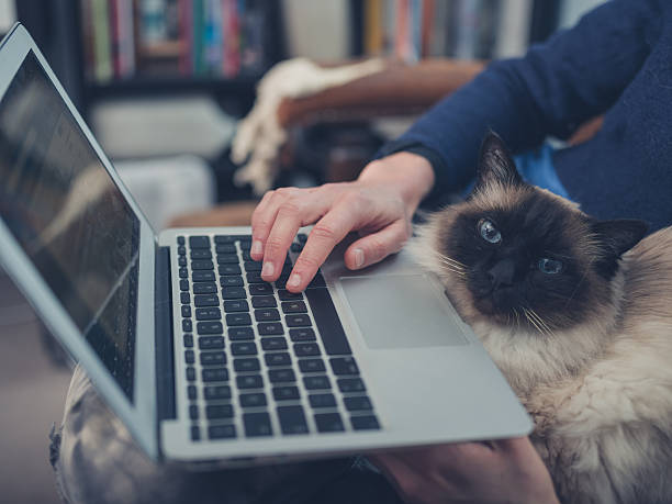 Woman with cat and laptop A young woman is using her laptop at home with a cat sitting on her lap birman photos stock pictures, royalty-free photos & images
