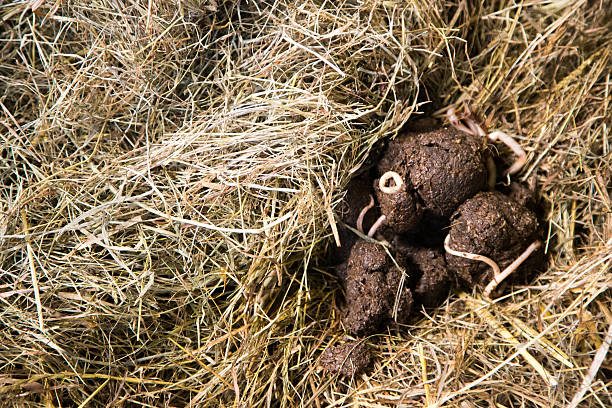 round worms in horse manure stock photo