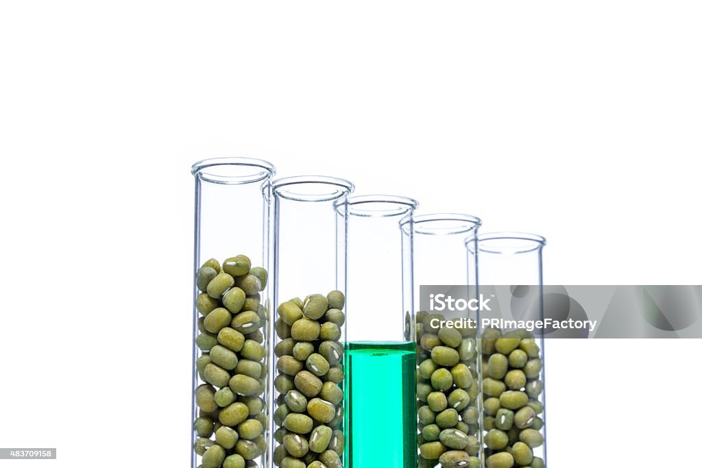 Mung Bean genetically modified, Plant Cell Mung Bean genetically modified, Plant Cell biotechnology Green Pea Stock Photo