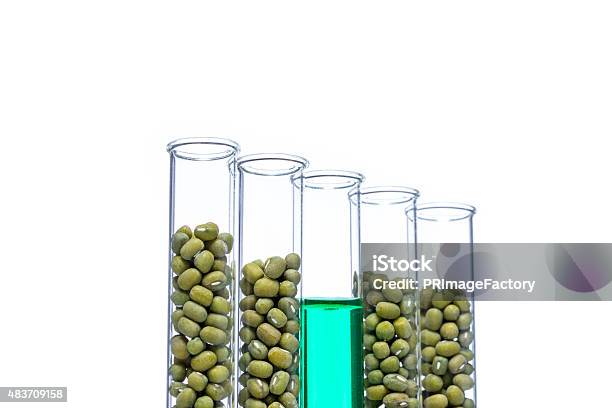 Mung Bean Genetically Modified Plant Cell Stock Photo - Download Image Now - Green Pea, 2015, Agriculture
