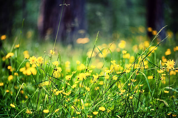 defocus view of meadow with bright yellow flowers stock photo