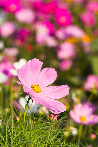istock Close up pink cosmos flower 483712972