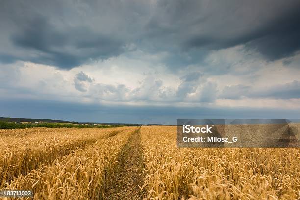 Storm Clouds Over Wheat Field Stock Photo - Download Image Now - 2015, Agriculture, Arcus Cloud