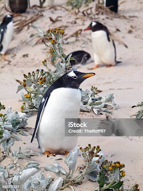 Foto de Pinguim Gentoo e mais fotos de stock de Andar como Pato - Andar como Pato, Animal, Animal selvagem