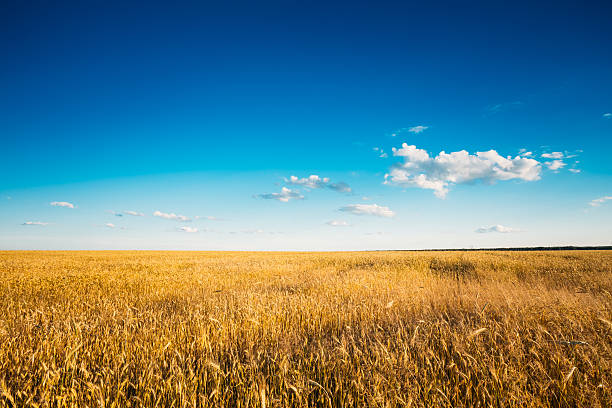 istock Yellow Wheat Ears Field On Blue Sunny Sky Background 483717446