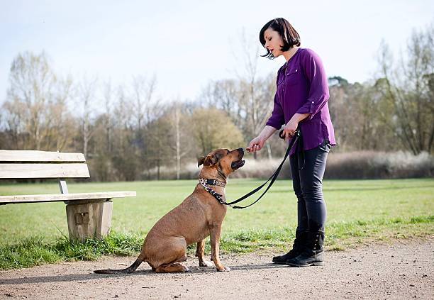istock Woman feeds her dog 483717957