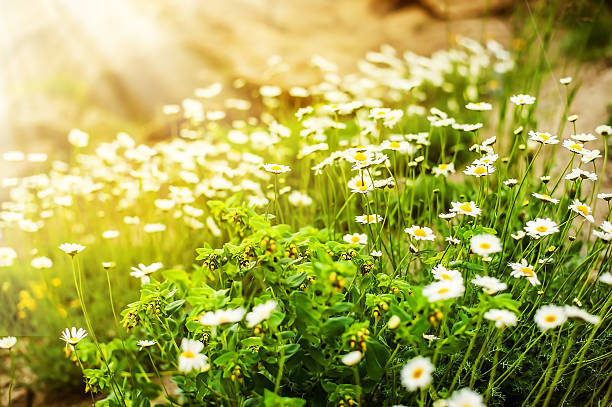 Wild camomile flowers growing on green meadow stock photo