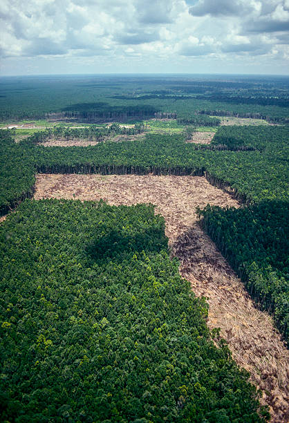 нефтяной промышленности. - aerial view lumber industry oil tropical rainforest стоковые фото и изображения