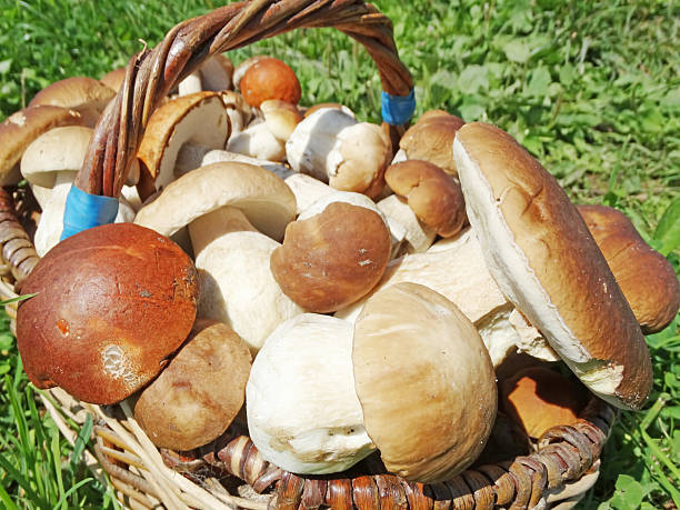 istock fresh forest mushrooms in the basket 483718244