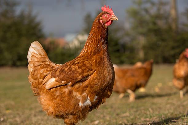 istock Chickens on traditional free range poultry farm 483718255