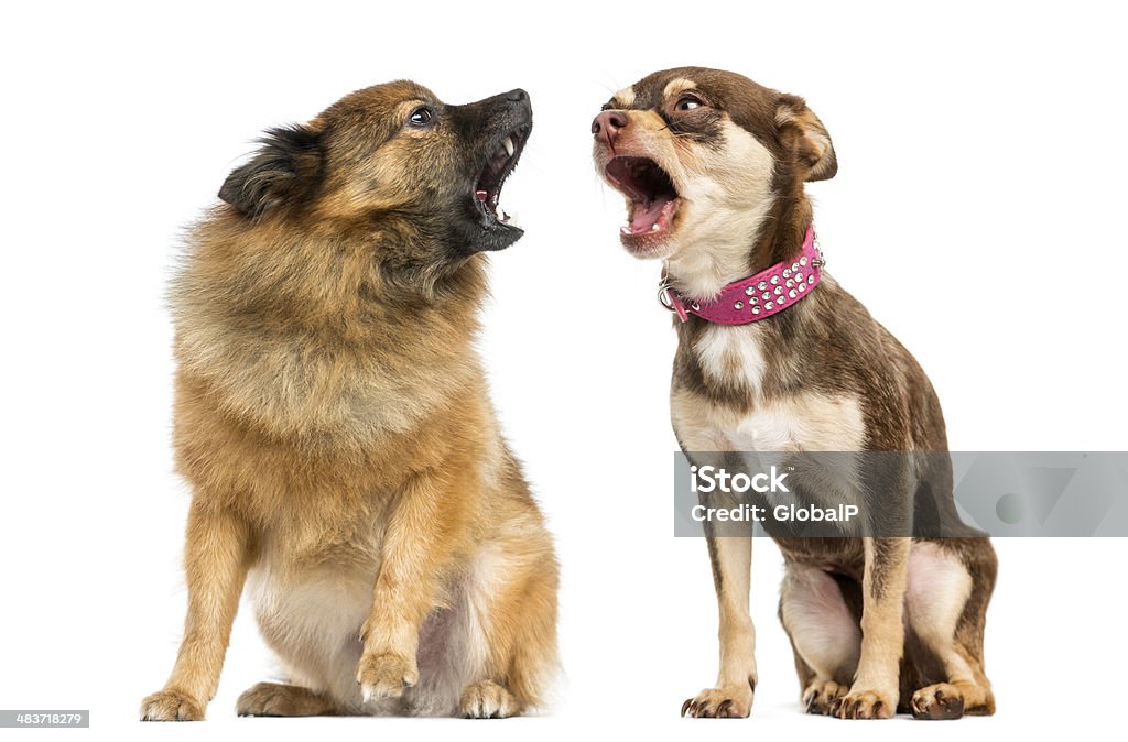 Deux chiens crier à l'autre - Photo de Aboiement libre de droits