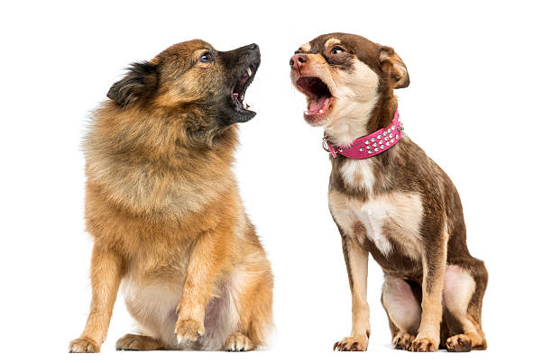 Two dogs shouting at each other Two dogs shouting at each other barking animal photos stock pictures, royalty-free photos & images