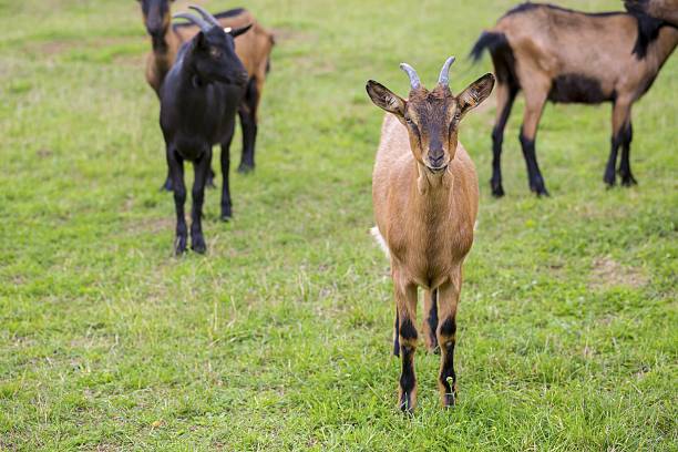 istock Herd of goats on pasture 483718820