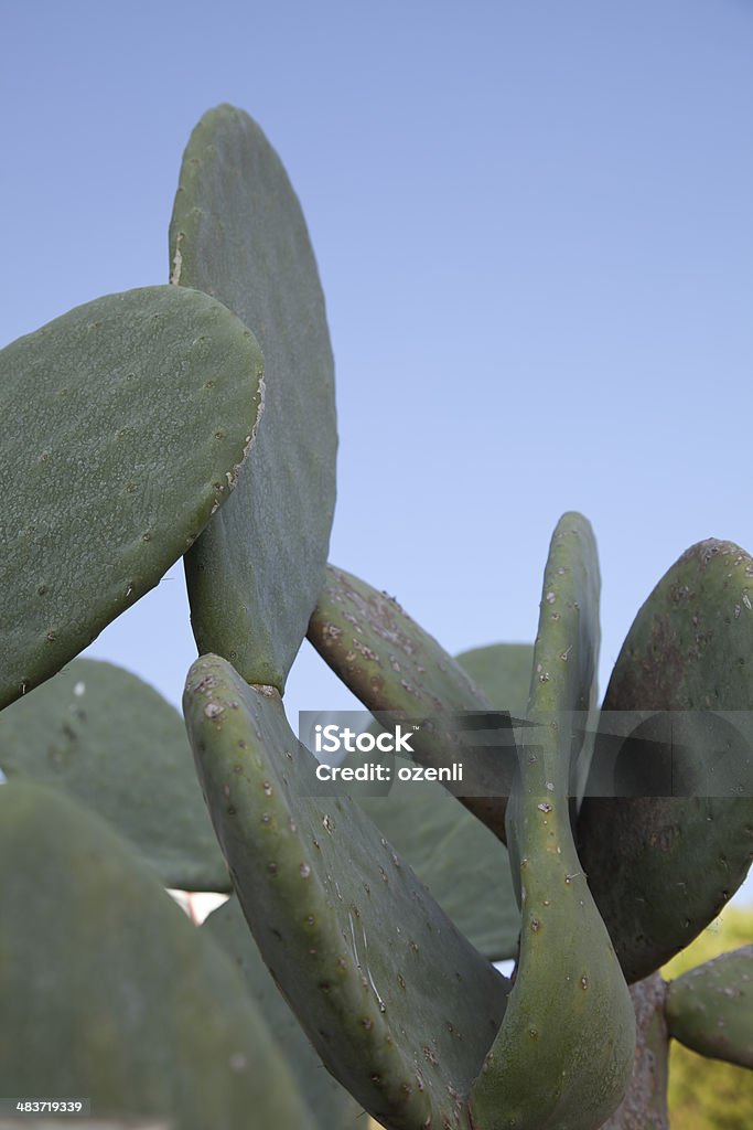 cactus garden - Lizenzfrei Baum Stock-Foto