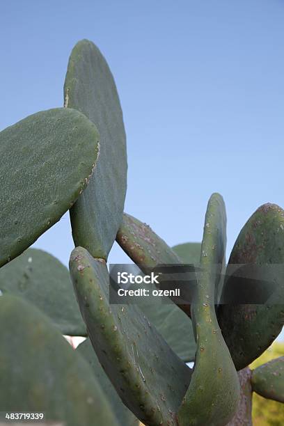 Cactus Garden Stockfoto und mehr Bilder von Baum - Baum, Beschädigt, Botanik
