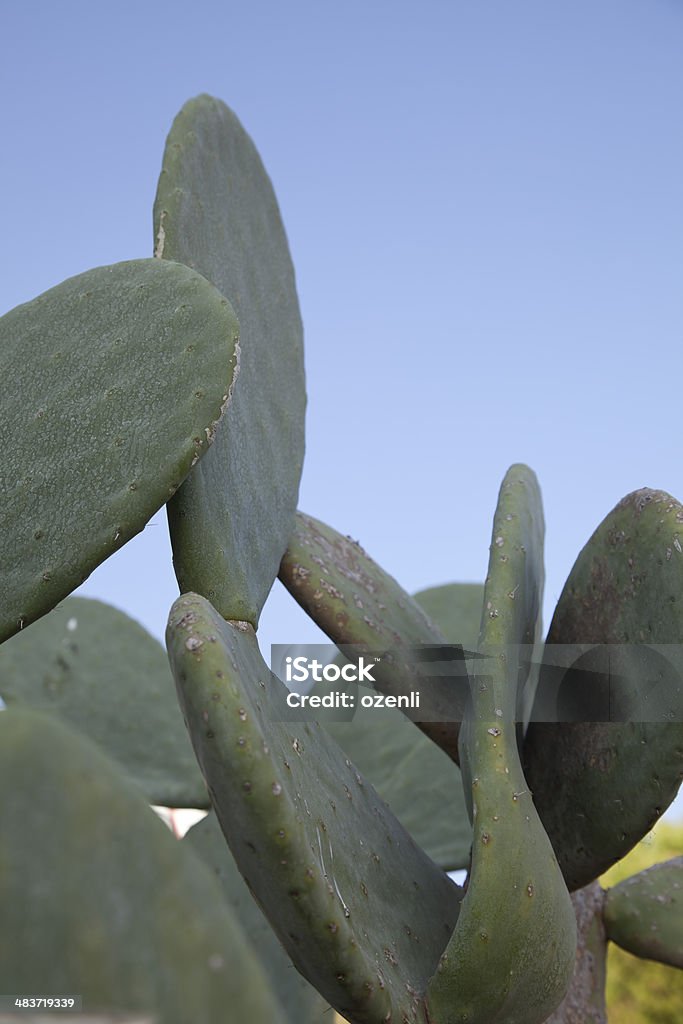 Giardino di cactus - Foto stock royalty-free di Albero