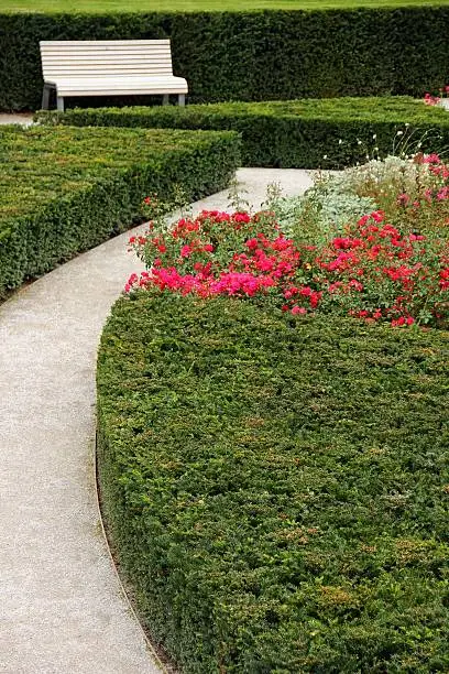 Footpath in a garden with yew and buxus plants and red roses